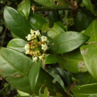 Psychotria nigra var. nigra
